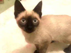 Gato raça Siamês  idade 2 a 6 meses nome Suzy