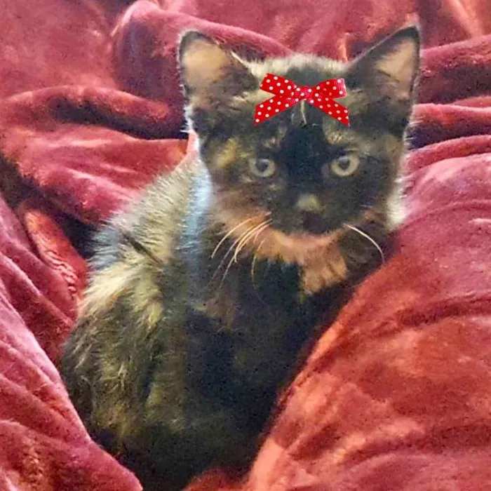 Gato ra a Mestiça  idade 2 a 6 meses nome Sofia 