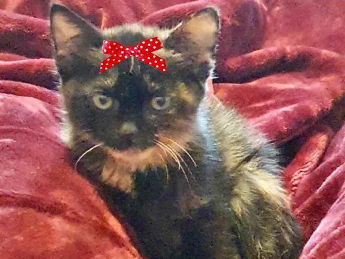 Gato ra a Mestiça  idade 2 a 6 meses nome Sofia 