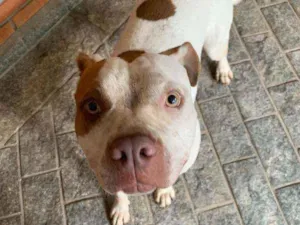 Cachorro raça Pitt bull  idade  nome Benedita 