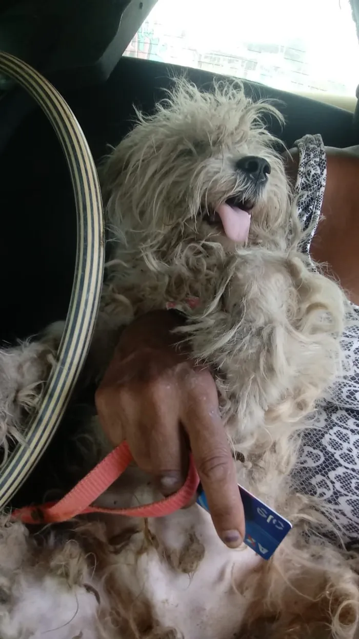 Cachorro ra a poodle e terriê misto idade 7 a 11 meses nome Lord