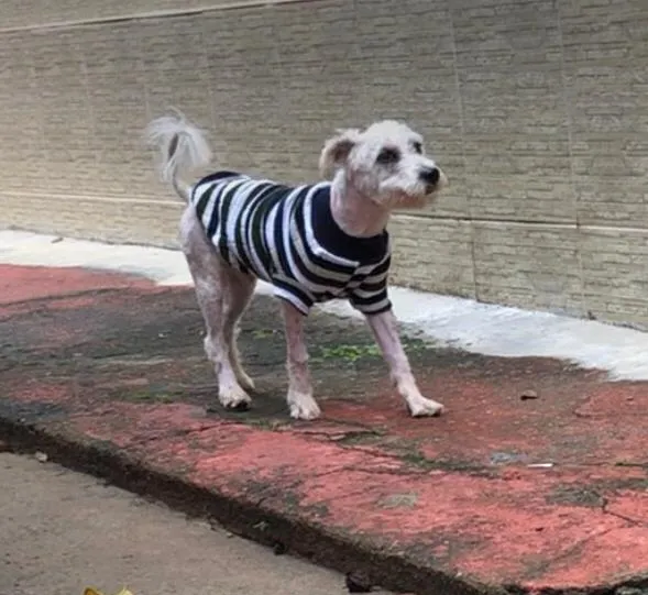 Cachorro ra a poodle e terriê misto idade 7 a 11 meses nome Lord
