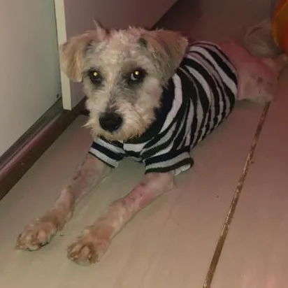 Cachorro ra a poodle e terriê misto idade 7 a 11 meses nome Lord