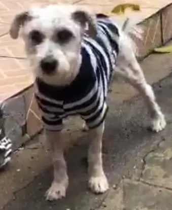 Cachorro ra a poodle e terriê misto idade 7 a 11 meses nome Lord