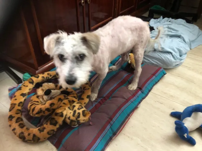 Cachorro ra a poodle e terriê misto idade 7 a 11 meses nome Lord