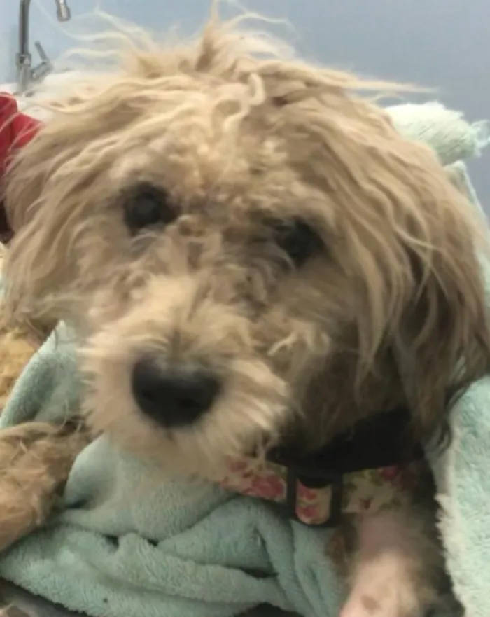 Cachorro ra a poodle e terriê misto idade 7 a 11 meses nome Lord