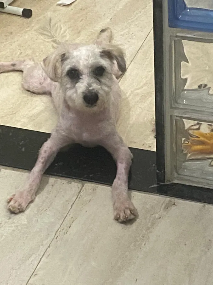 Cachorro ra a poodle e terriê misto idade 7 a 11 meses nome Lord