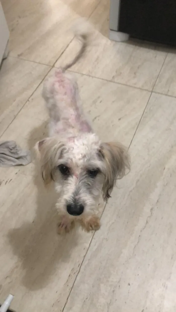 Cachorro ra a poodle e terriê misto idade 7 a 11 meses nome Lord