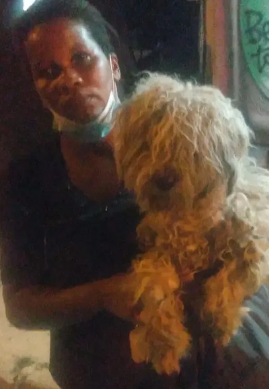 Cachorro ra a poodle e terriê misto idade 7 a 11 meses nome Lord