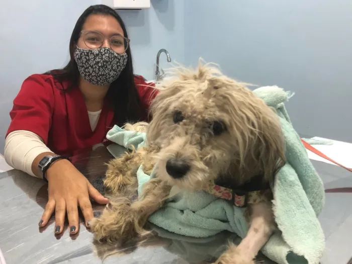 Cachorro ra a poodle e terriê misto idade 7 a 11 meses nome Lord