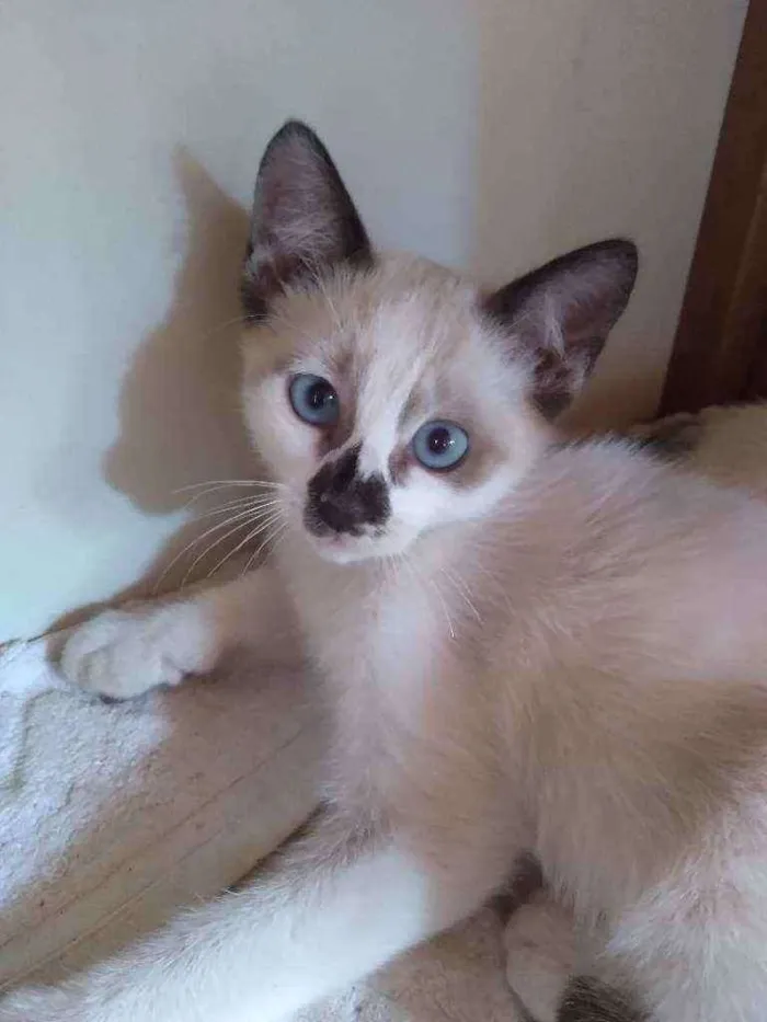 Gato ra a Vira-lata  idade Abaixo de 2 meses nome Sem nome