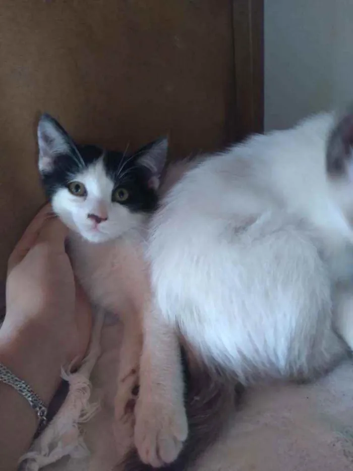 Gato ra a Vira-lata  idade Abaixo de 2 meses nome Sem nome