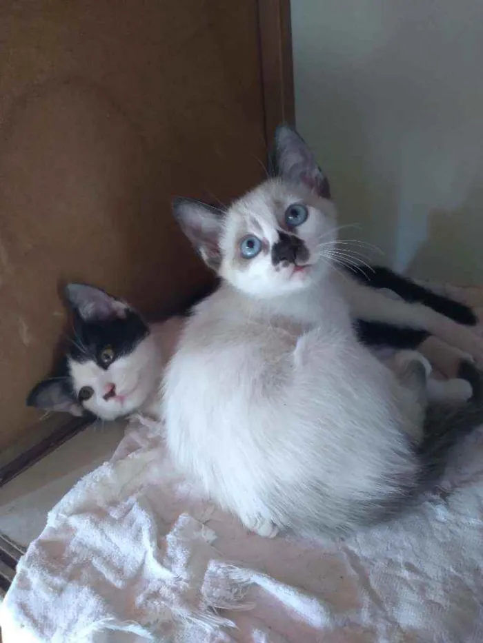 Gato ra a Vira-lata  idade Abaixo de 2 meses nome Sem nome