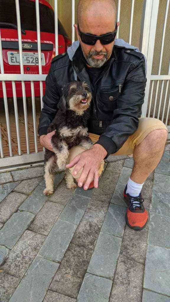 Cachorro ra a Vira lata idade 2 anos nome Sem nome