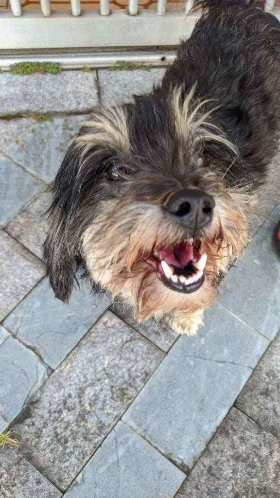 Cachorro ra a Vira lata idade 2 anos nome Sem nome