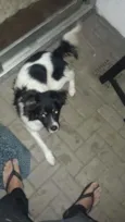 Pipoca