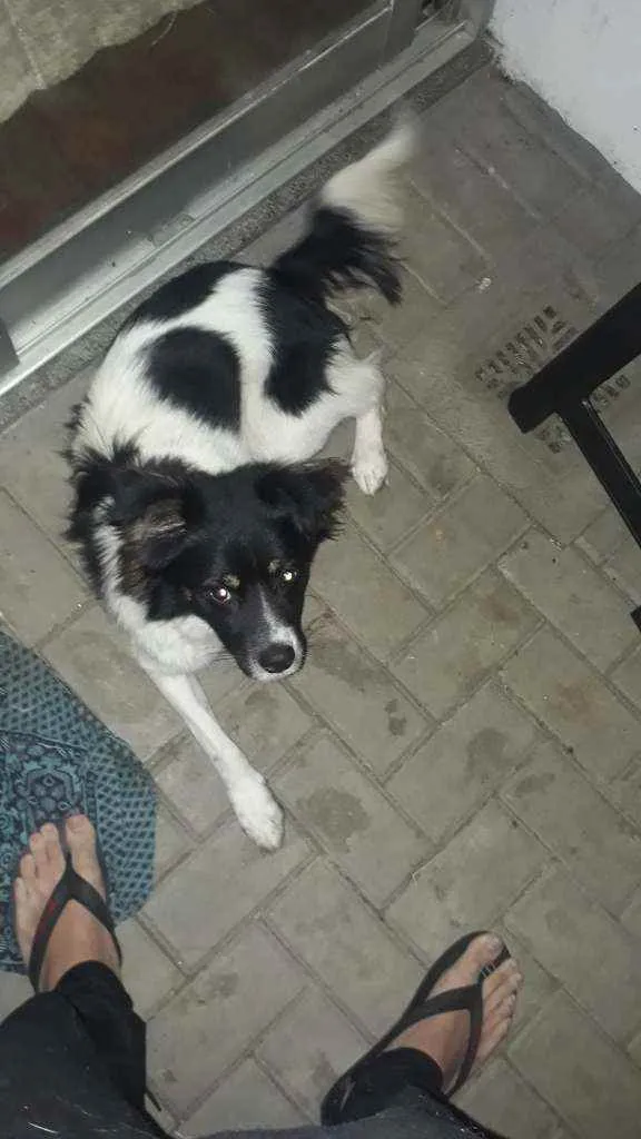 Cachorro ra a Collie idade 7 a 11 meses nome Pipoca