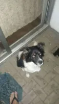 Pipoca