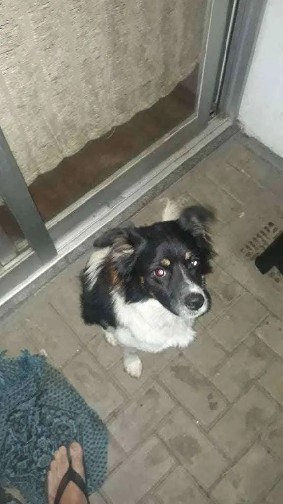 Cachorro ra a Collie idade 7 a 11 meses nome Pipoca