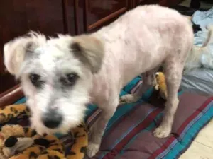 Cachorro raça poodle e terriê misto idade 7 a 11 meses nome Lord