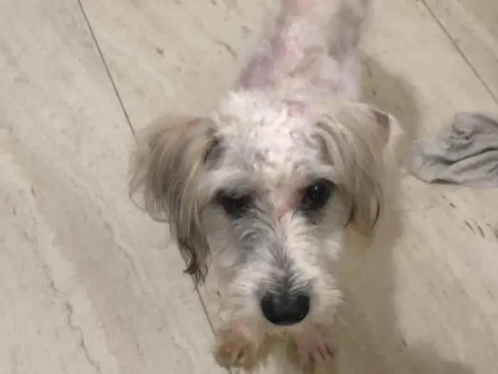 Cachorro ra a poodle e terriê misto idade 7 a 11 meses nome Lord