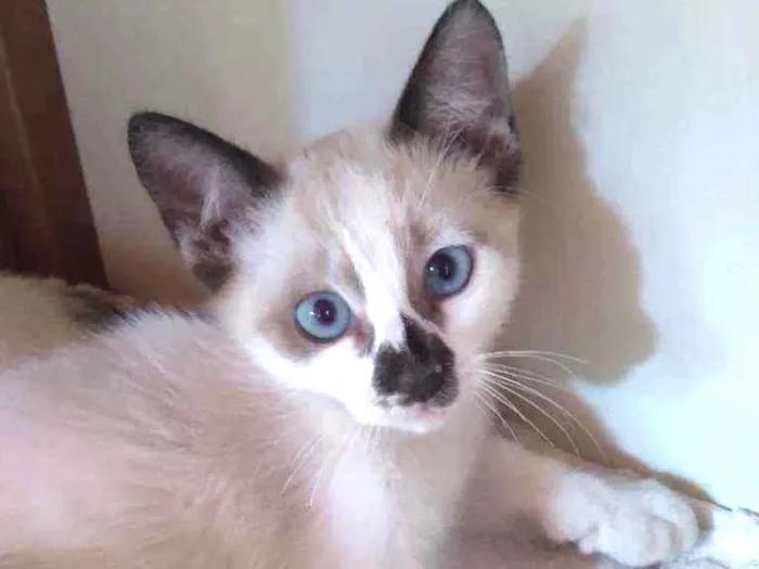 Gato ra a Vira-lata  idade Abaixo de 2 meses nome Sem nome