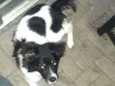 Pipoca