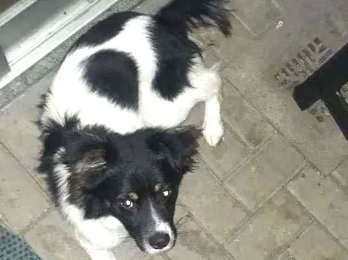 Cachorro ra a Collie idade 7 a 11 meses nome Pipoca