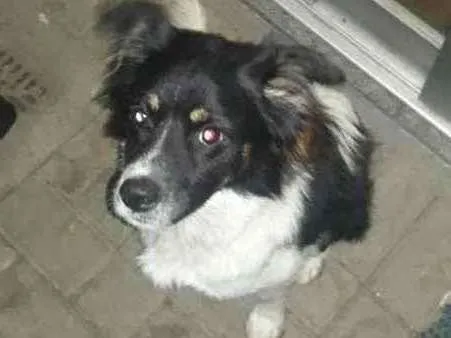 Cachorro ra a Collie idade 7 a 11 meses nome Pipoca