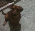 Ted