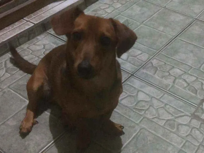 Cachorro ra a Vira lata idade 1 ano nome Ted