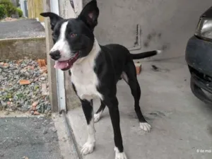 Cachorro raça Pitbull ,labrador  idade 1 ano nome Aron