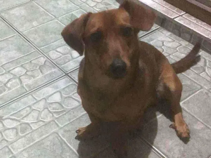 Cachorro ra a Vira lata idade 1 ano nome Ted