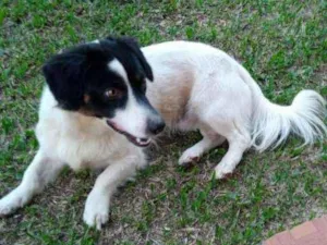 Cachorro raça Vira lata idade 1 ano nome Max