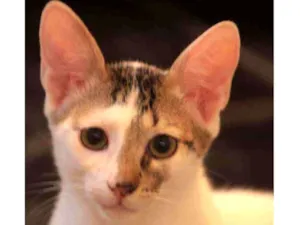 Gato raça Sem raça definida idade 2 a 6 meses nome Caramelo e Branquinh
