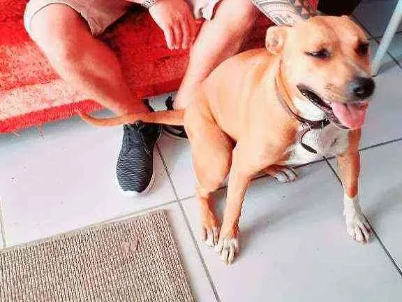 Cachorro ra a Pitbull  idade 1 ano nome Kyra