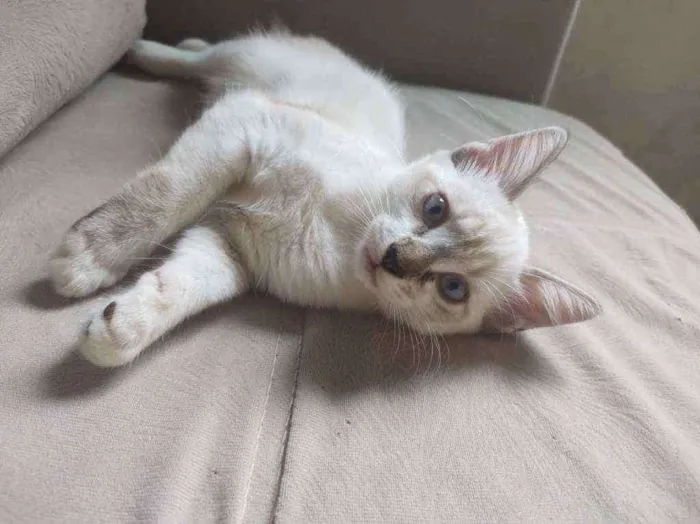 Gato ra a Sem raça definida idade 2 a 6 meses nome João