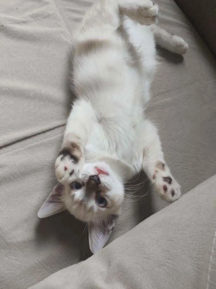 Gato ra a Sem raça definida idade 2 a 6 meses nome João