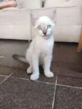 João