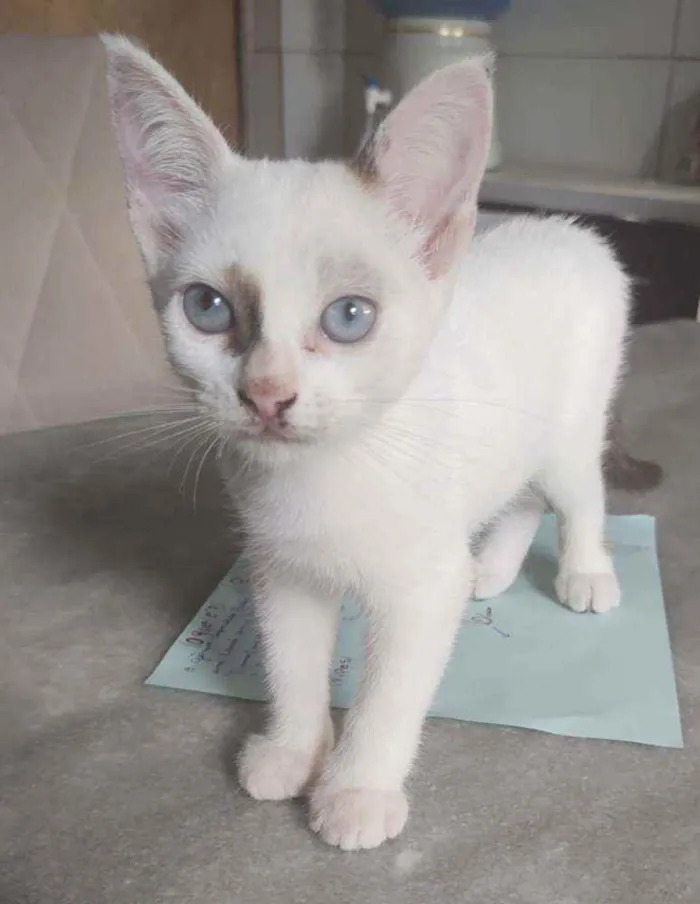 Gato ra a Sem raça definida idade Abaixo de 2 meses nome Sem nome