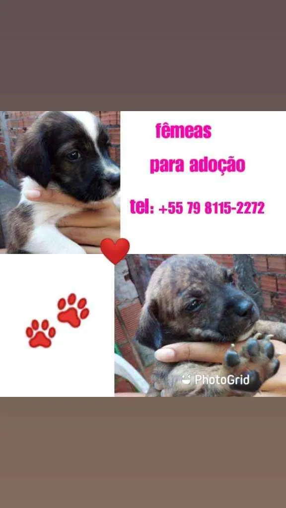 Cachorro raça Srd idade Abaixo de 2 meses nome Filhotes