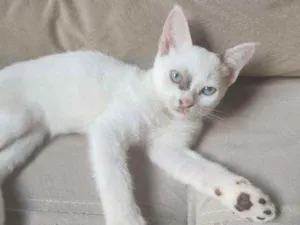 Gato raça Sem raça definida idade Abaixo de 2 meses nome Sem nome