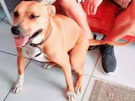 Cachorro ra a Pitbull  idade 1 ano nome Kyra