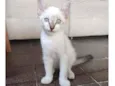 João