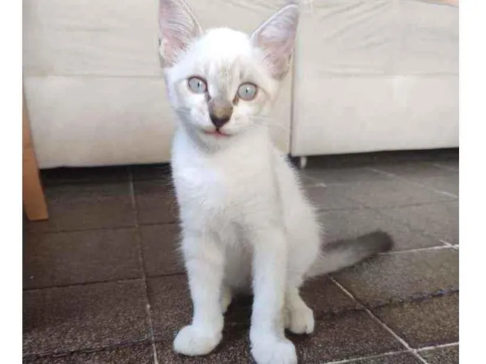 Gato ra a Sem raça definida idade 2 a 6 meses nome João
