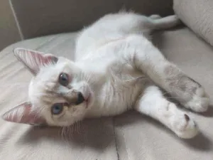 Gato raça Sem raça definida idade 2 a 6 meses nome João