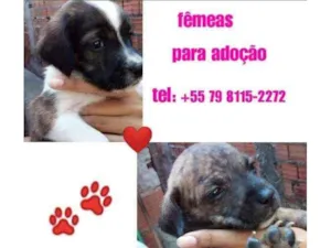 Cachorro raça Srd idade Abaixo de 2 meses nome Filhotes