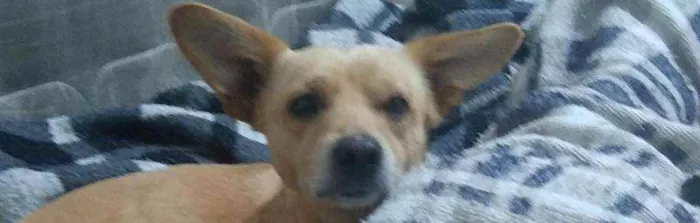 Cachorro ra a Viralata idade 3 anos nome Yoshi