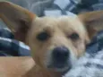 Yoshi