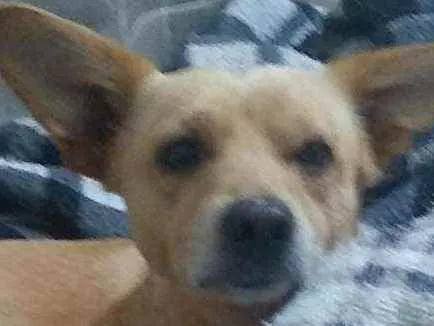 Cachorro ra a Viralata idade 3 anos nome Yoshi